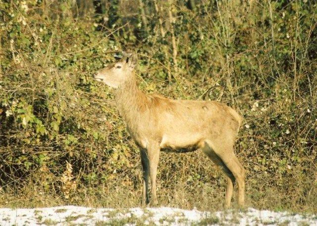 QUIZ:  INDOVINA L''UNGULATO!!! (per i non 